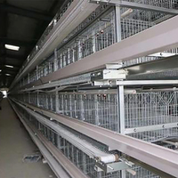 Équipement automatique pour volailles TBB, élevage de poulets, équipement d'élevage de poulets, prix