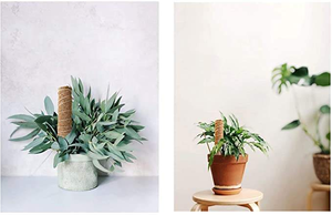 Poste <span class=keywords><strong>de</strong></span> soporte para plantas trepadoras <span class=keywords><strong>de</strong></span> interior, <span class=keywords><strong>de</strong></span> cáscara <span class=keywords><strong>de</strong></span> palma <span class=keywords><strong>de</strong></span> coco y bambú <span class=keywords><strong>con</strong></span> forma <span class=keywords><strong>de</strong></span> caparazón <span class=keywords><strong>de</strong></span> tortuga - Product Image 5