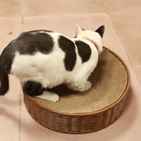 Panier pour chat en rotin tissé en plastique PP, écologique, lavable, respirant, robuste, toutes saisons, meubles pour animaux de compagnie d'intérieur, décoration de la maison