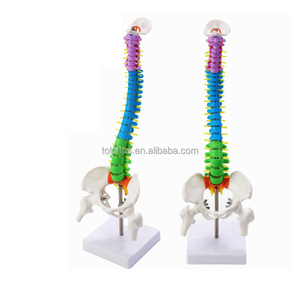 LHTHJ01 45CM enseñanza médica Color pelvis humana fémur coxis fijo deshuesado columna vertebral modelo - Product Image 3