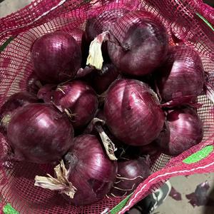 Màu Đỏ Tươi Hành Tây Hot Bán Nhà Máy Giá Rau Cung Cấp Từ Ấn Độ Hành Tây Nhà Máy - Product Image 2