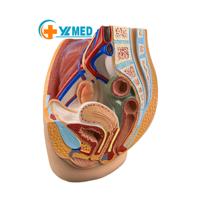 Anatomisches Modell des weiblichen Beckens 2 Teile Modell des menschlichen weiblichen Beckens Abschnitt anatomisches weibliches Becken modell Für Medizin studenten lernen - Product Image 1