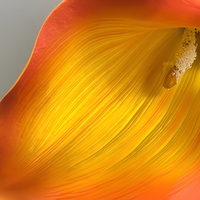 Fleur artificielle Calla Lily à toucher réel, tige unique, fausse lys, décoration de vase pour mariage, maison, table à manger