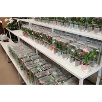 Emballage blister personnalisé pour animaux de compagnie, pour le jardinage, les fleurs, les plantes en pot, Transport, boîte Portable, emballage pour fleurs