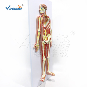 Modèle de simulation en PVC du système nerveux humain, modèle <span class=keywords><strong>3D</strong></span> de l'anatomie du corps entier, équipement de laboratoire, ressource pédagogique médicale - Product Image 1