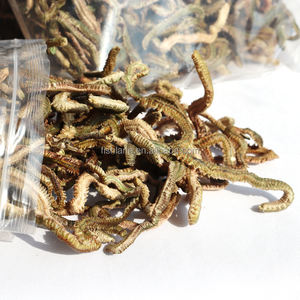 เหยื่อล่อปลาที่ดีที่สุด: เหยื่อล่อแห้งกุ้งหนอนเลือดสำหรับนักตกปลาในทะเล - Product Image 3