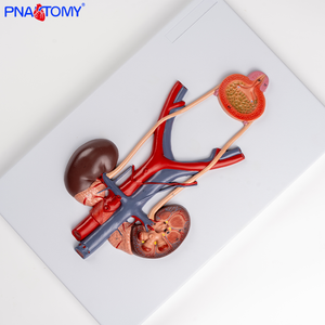 Modèle anatomique du système urinaire humain en PVC, uretère, vessie, urètre, rein - Product Image 5