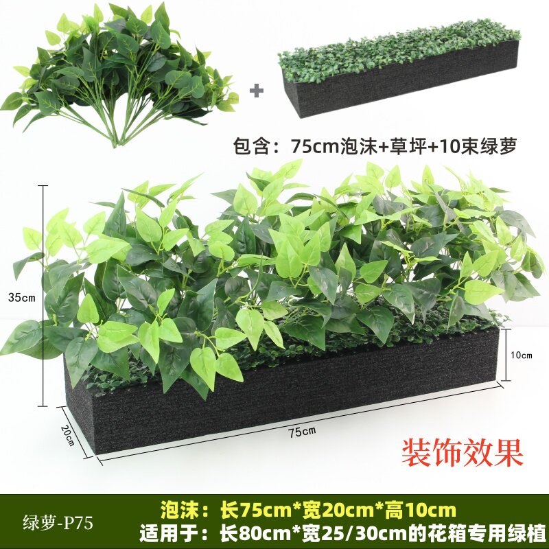 Le lierre vert P75 convient aux jardinières de 80 cm