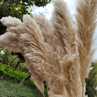 Vente en gros de fleurs naturelles d'herbe de pampa brune belle décoration de fête de mariage de style frais avec boîte de plumes sèches couronne emballée