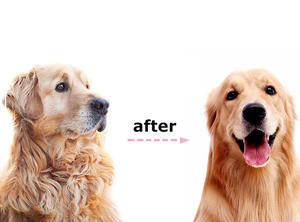 Pet çift taraflı fırça bakım Dematting detted paslanmaz çelik bıçak için keçeli uzun kedi köpek epilasyon tarak - Product Image 6