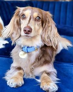 ปลอกคอสุนัขหนังแท้ทำด้วยมือสุนัขขนาดเล็กและใหญ่มีสไตล์ | ของขวัญดีไซน์คุณภาพสูงแบบพรีเมี่ยมสำหรับสัตว์เลี้ยงลูกสุนัข-สีน้ำเงิน - Product Image 2