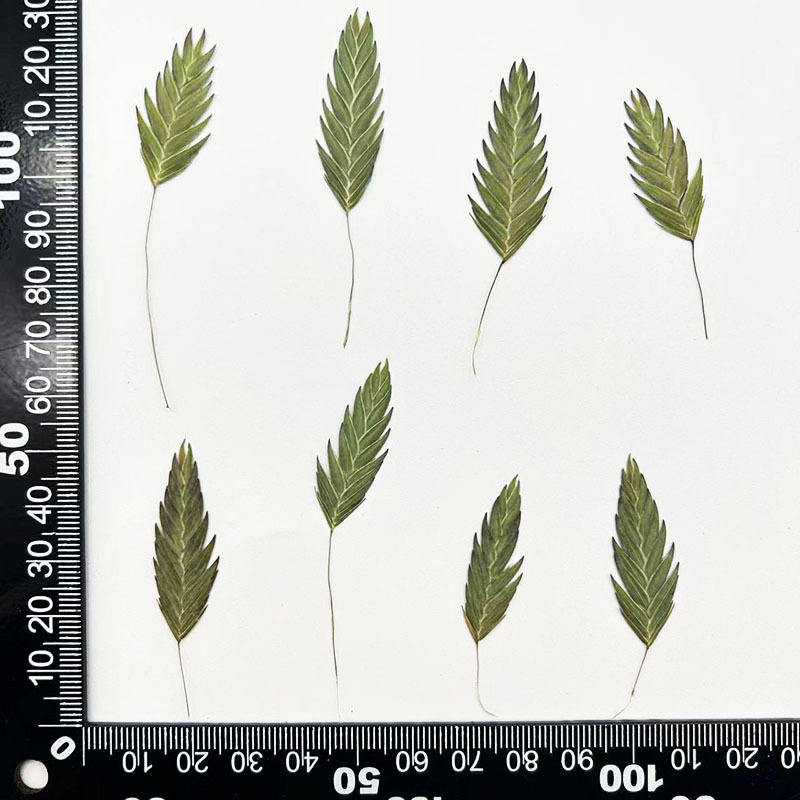 MH484 Vert Naturel 4-7cm