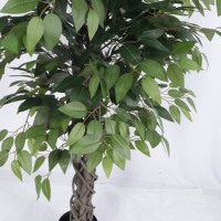 Arbre artificiel Ficus vert de 1,80 m avec troncs en bois véritable, feuilles en tissu de soie texturé, faux banian pour la décoration de la maison et du bureau, pot en plastique