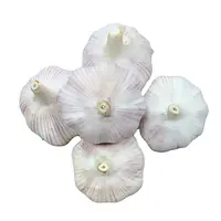 Sri Lanka Chinese Garlic Distributor Solo Black Garlic