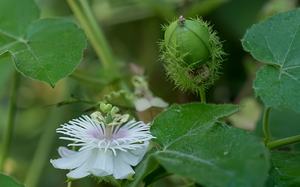 Polvo <span class=keywords><strong>de</strong></span> <span class=keywords><strong>Flor</strong></span> <span class=keywords><strong>de</strong></span> <span class=keywords><strong>la</strong></span> Pasión Natural 4% Flavonas, Extracto <span class=keywords><strong>de</strong></span> <span class=keywords><strong>Flor</strong></span> <span class=keywords><strong>de</strong></span> <span class=keywords><strong>la</strong></span> Pasión en Polvo Premium - Product Image 2