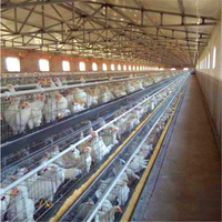 Cage à poules pondeuses AType entièrement automatique avec système de collecte d'oeufs en batterie pour ferme d'élevage de poulets