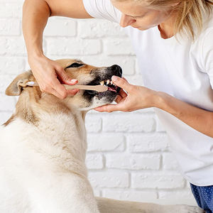 Doğal kömür yumuşak kıl bambu diş fırçası Pet köpek için - Product Image 5