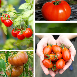 Collection de tomates classiques sans OGM Cherokee Purple Large Red Cherry Rutgers Roma <span class=keywords><strong>pour</strong></span> Semences de légumes à la maison - Product Image 3