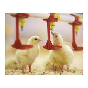 Sistema automático de alimentación de pollos de plástico de acero inoxidable de alta calidad para beber de aves de corral fabricado en Vietnam - Product Image 6