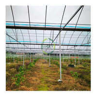 Grande serre multi-travée de haute qualité avec chauffage de l'eau panneau solaire système agricole de semis hydroponique