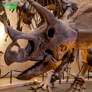Gecai Museum Real Dinosaur <span class=keywords><strong>Fossil</strong></span> Bones Life Size <span class=keywords><strong>esqueleto</strong></span> de dinosaurio robótico para la venta - Product Image 2