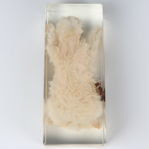 Thỏ giải phẫu rõ ràng nhựa mẫu sinh học giảng dạy động vật nhúng mẫu - Product Image 3