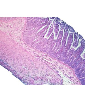 Muestras microscópicas del sistema digestivo, incluyendo preparados de estómago, esófago, intestino delgado y intestino grueso. - Product Image 1