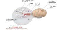 Recursos Didácticos, Modelo de Bronquio Duro, Modelo de Entrenamiento de Broncoscopia para Experimentos Médicos en Escuelas y Hospitales