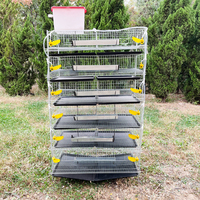 Cage à oiseaux automatique de haute qualité, type H, en acier, pour 300 cailles, avec une longue durée de vie
