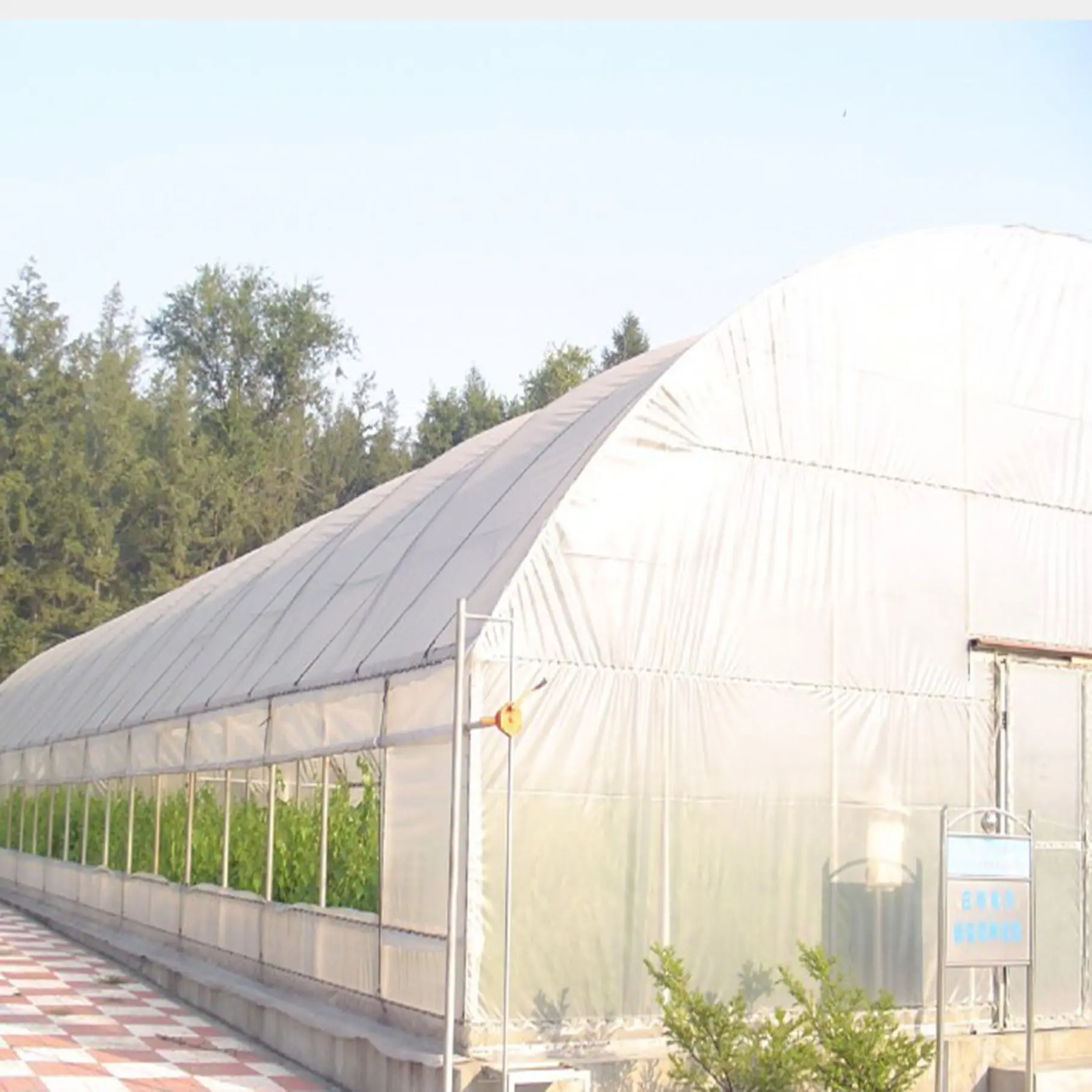 Il Tunnel di plastica a campata singola coltiva la tenda di coltivazione della serra del sistema idroponico leggero