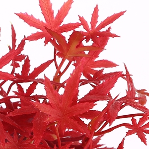 Artificial semillas <span class=keywords><strong>de</strong></span> <span class=keywords><strong>Bonsai</strong></span> <span class=keywords><strong>de</strong></span> arce árbol decoración interior árbol - Product Image 5