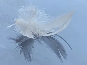 सफेद बत्तख के पंख के 90% धुले हुए 2-4 सेमी उच्च तापमान कीटाणुशोधन की गर्म बिक्री