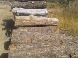 Vaneer White <b>Oak</b> Timber <b>Logs</b> for Construction and Outdoor Use - Product Image 3