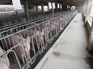 New <span class=keywords><strong>Pig</strong></span> Farrow Mang Thai Thùng Ống Thép Mạ Kẽm Động Vật Lồng Cho Trang Trại Sử Dụng - Product Image 6