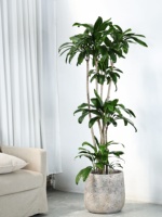 Pot de fleurs rond en ciment de grand diamètre de style Wabi-Sabi pour usage intérieur/extérieur avec Gardenia et Nandina, lieu d'origine : Aucun