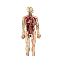 Maniquí de simulación médica de plástico para la circulación sanguínea humana, cirugía cardíaca, arteria, vena, Nervio, anatomía vascular, ciencia médica