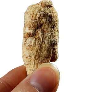 Toptan ucuz fiyat kurutulmuş amerikan ginseng orijinal amerikan ginseng ham kök satılık - Product Image 1