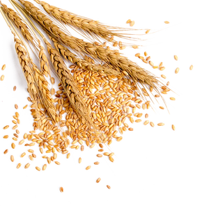 Commercio all'ingrosso della fabbrica certificato di grano biologico germe olio di semi - Product Image 4