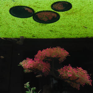 วงกลมรูปเป็ดลอยน้ำสำหรับตกแต่งภูมิทัศน์ตู้<span class=keywords><strong>ปลา</strong></span>ที่สร้างสรรค์การเลี้ยง<span class=keywords><strong>ปลา</strong></span>นกยูงโบราณระบายอากาศได้ดี - Product Image 3