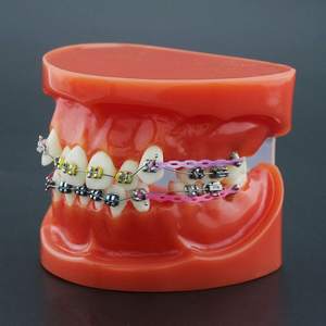 Gelsonlab HSDT-B1-02 <span class=keywords><strong>Dental</strong></span> Orthodontische Tanden Model <span class=keywords><strong>Typodont</strong></span> Met Metalen Beugel Boog Draad Ketting - Product Image 5