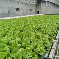 Explosion de serres hydroponiques certifiées ISO en Chine, serres à tomates, serres hydroponiques personnalisées