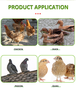 Gia cầm nuôi sử dụng trung chuyển gà và uống rượu Gia cầm Gà uống nước với chân - Product Image 6