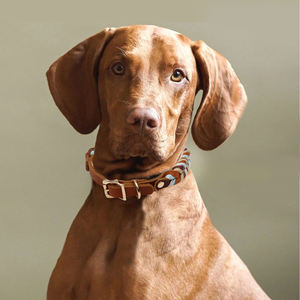 <span class=keywords><strong>Collar</strong></span> de perro de cuero auténtico de alta calidad personalizado fabricante nuevo diseño ajustable <span class=keywords><strong>collar</strong></span> de perro de cuero de vaca entrenamiento de perro duradero sólido - Product Image 3