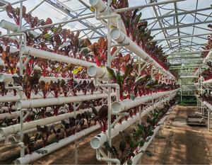 Serre hydroponique de chanvre à vendre - Product Image 1