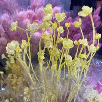 Großhandel für natürliche Blumen: Konservierte Xiangsi-Pflaume, natürliche Akazien-Gänseblümchen für Heim- und Hochzeitsdekoration