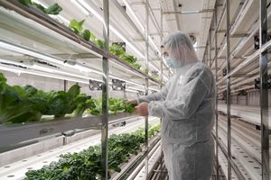 Sistema de Cultivo Hidropónico Inteligente para Contenedores de 20 pies, con Control Inteligente, Riego Aeropónico, Control Remoto por WiFi, Cultivo de Lechuga y Hojas Verdes - Product Image 3