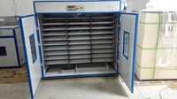 Incubateur à œufs commercial WONEGG 2112, machine à couver les œufs, en vente