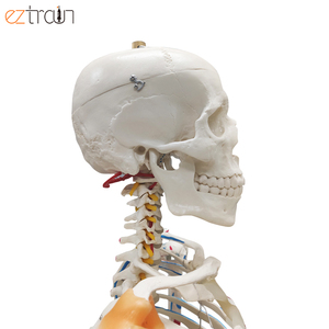 पूर्ण-आकार के साथ कंकाल मांसपेशियों और स्नायुबंधन, जीवन आकार के साथ रंगीन पेशी, कक्षा शिक्षण, डॉक्टरों, chiropractors - Product Image 4