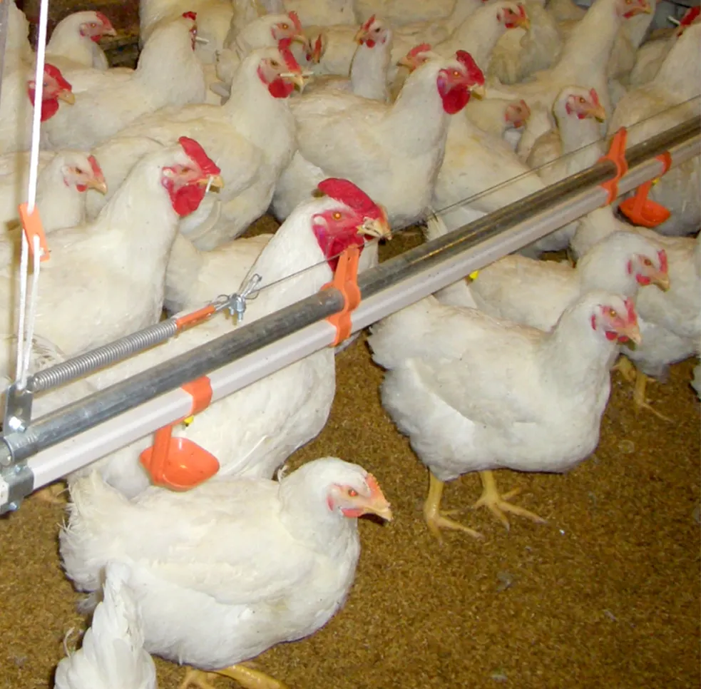 Linea automatica per bere capezzoli per pollame