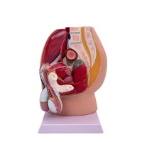 Modèle d'anatomie pelvienne féminine, spécimen du système génito-urinaire féminin, modèle pédagogique d'anatomie humaine